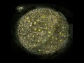Dance Gavin Dance - Rock Solid (Feat. Matt Geise) Dance Gavin Dance - Rock Solid (Feat. Matt Geise)