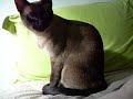 Kiki