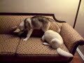 WOLF  DOG  HYBRID puppy for  sale ! 45% ARCTOS AND GREY WOL...