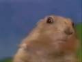 videos de OMFG CHIPMUNK O_O