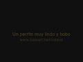 Perrito lindo bobo