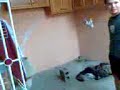 gato 1 gato 1