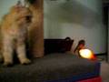 videos de Cricket (Nellie) 10.10.08