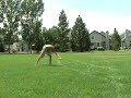 Butterf***ked Butterf***ked