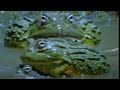 Wonders of the African Bull Frog - Battle of the Animal Sexes - BBC Wildlife