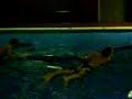 hot girls sliding across water