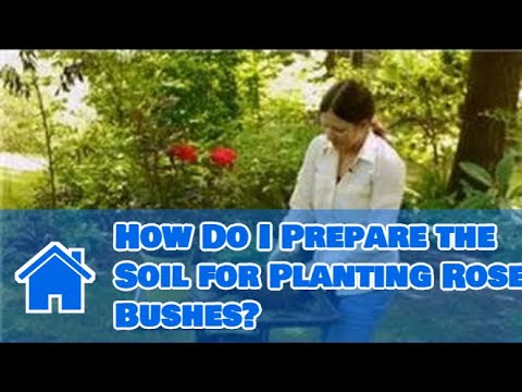 how to care knockout roses
