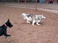 Isis the Siberian husky Runs at the Dog Park