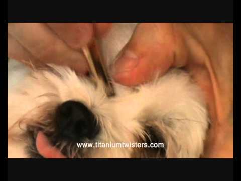 how to get a tick off of a dog