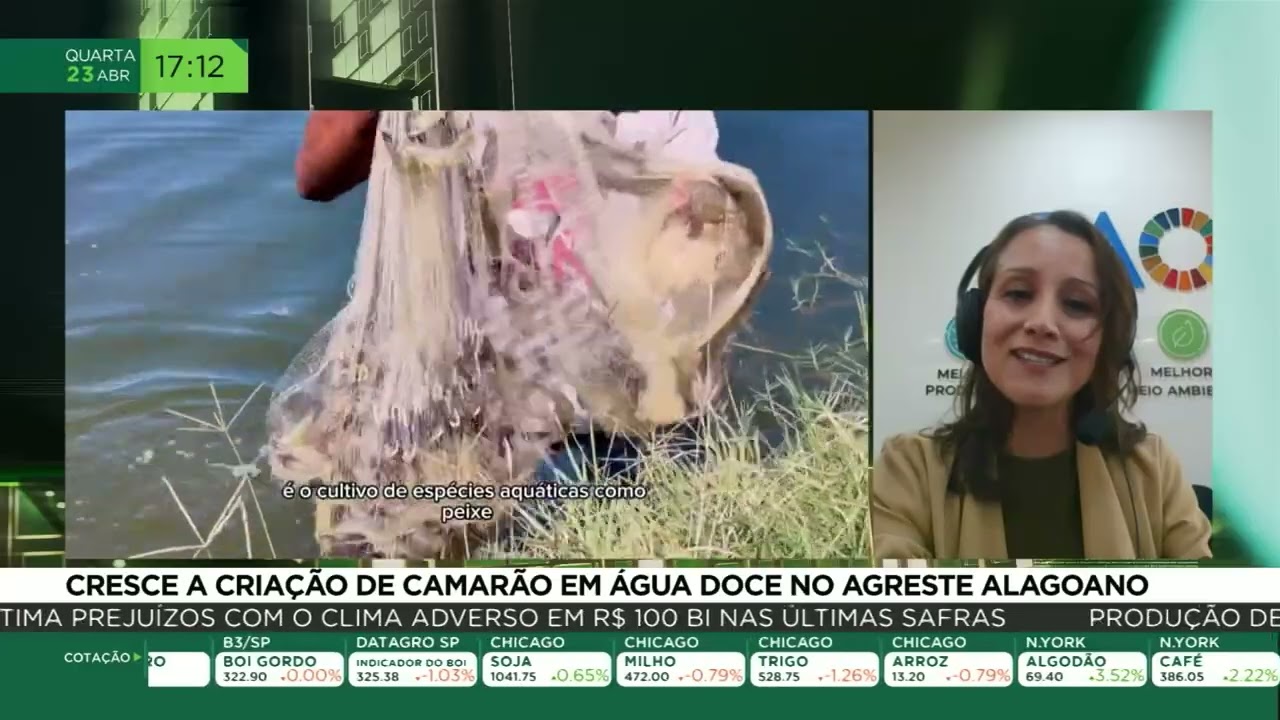 Cresce a criação de camarão em água doce agreste alagoano