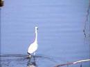 Fishing Egret slow motion video by Shirishkumar Patil Fishing Egret slow motion video by Shirishkumar Patil