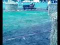 videos de tracteur tondeuse proto