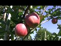 4 rules for pruning tall-spindle apples 4 rules for pruning tall-spindle apples