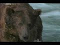 bears bears