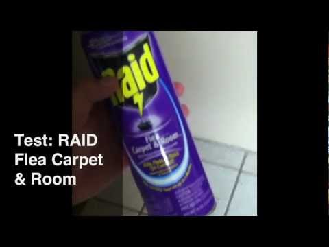 how to eliminate fleas from a house