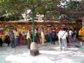 Bodhi Tree Scene