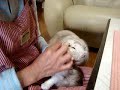 Kitten's grooming