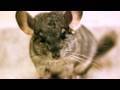 CHINCHILLA'S FIRST BATH!!! [Chilla]