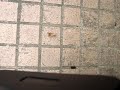 JG MP001 VER 10 G SPEC CLONE INTRO SNIPER RIFLE