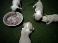 Click here to watch this video Chihuahua Puppies First Meal - Stella & Chewy's Frozen Chicken Premade Raw
