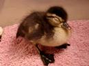 my-mallard-ducklingsand-the-dogs.html