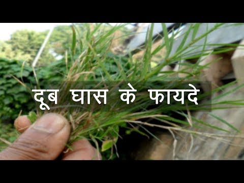 Ayurvedic Benefits of Doob Grass for Mental Disease