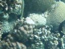Corals&Fishes, 12 types, Red Sea, Jordan