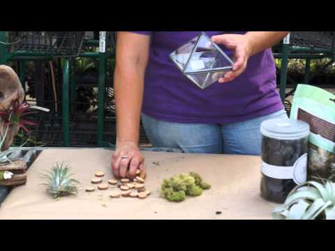 how to attach air plants