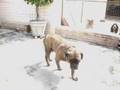 Buldogue Campeiro - TOM
