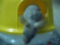 videos de Nixi!