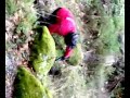 freeride famalic�o da serra