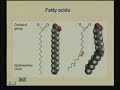 Lecture - 13 Lipids and Membranes 1