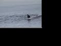 log-malibu.html