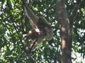 Hey Baby (Gibbon) - What's Your Name? - Facebook Contest