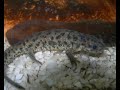 Salamandra ( Pleurodeles waltl) Salamandra ( Pleurodeles waltl)