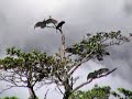 Canaima & Angel Falls (Salto Angel) in Venezuela