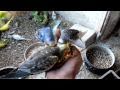 budgies-with-cockati