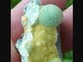 Arkansas Mineral Green Wavellite / Rockhounding Mining