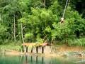Tarzan@Thailand