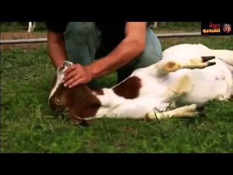 girl slaughter animal