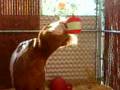 YouTube - Mini Horse Treat