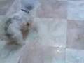videos de fractura radio-cubital 24 horas postquirúrgico
