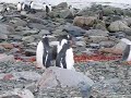 Gentoo Penguins in Antarctica