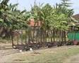 Sugar mill railways of Java; Episode 2: Jatibarang