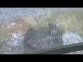 rain in BZN7