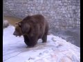 Московский зоопарк звери 2.wmv