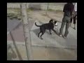 Curitro adoptado 2