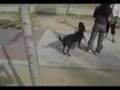 Curitro adoptado 2
