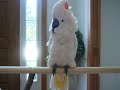 One Crazy Talking Cockatoo! Bird One Crazy Talking Cockatoo! Bird