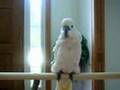 One Crazy Talking Cockatoo! Bird